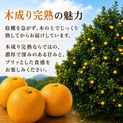【訳あり】完熟 木成り 八朔(はっさく)約5kg　和歌山県日高川町産
