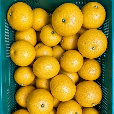 【訳あり】完熟 木成り 八朔(はっさく)約5kg　和歌山県日高川町産