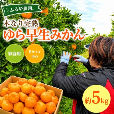 【家庭用】濃厚!甘い!木なり完熟「ゆら早生みかん」約5kg(Sサイズ中心)和歌山県日高川町産