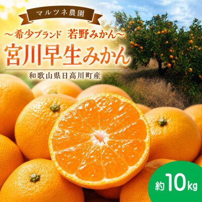 甘い!若野みかん「宮川早生」サイズ混合3S～L 約10kg/和歌山県日高川町