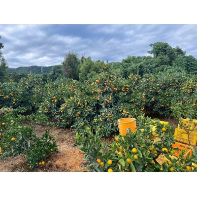 甘い!若野みかん「宮川早生」サイズ混合3S～L 約10kg/和歌山県日高川町