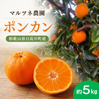 香りが弾ける!濃厚な甘みの熟成ポンカン　サイズ混合約5kg/和歌山県日高川町【マルツネ農園】