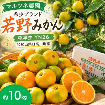 旬を先取り!極早生みかん 3S～Lサイズ約10kg(青みかん、品種:YN26)和歌山県日高川町