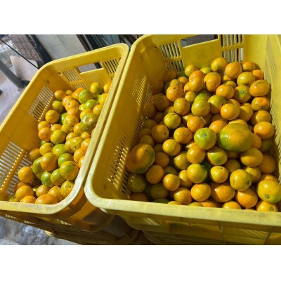 旬を先取り!極早生みかん 3S～Lサイズ約10kg(青みかん、品種:YN26)和歌山県日高川町