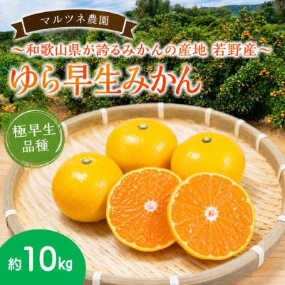 酸味と甘味の絶妙なバランス!若野みかん「ゆら早生」サイズ混合3S～L 約10kg/和歌山県日高川町