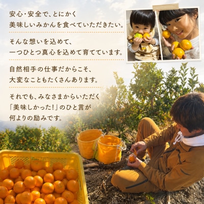 甘い!若野みかん「宮川早生」サイズ混合3S～L 約5kg/和歌山県日高川町