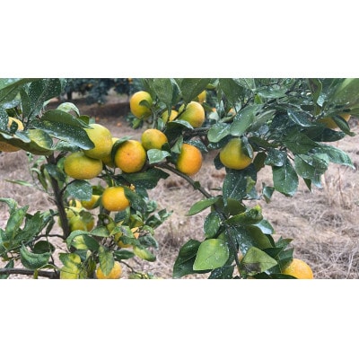 旬を先取り!極早生みかん 3S～Lサイズ約5kg(青みかん、品種:YN26)/和歌山県日高川町産