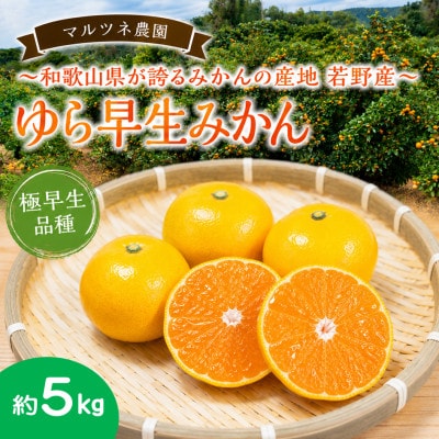 甘い!濃厚!若野みかん「ゆら早生」サイズ混合3S～L 約5kg/和歌山県日高川町