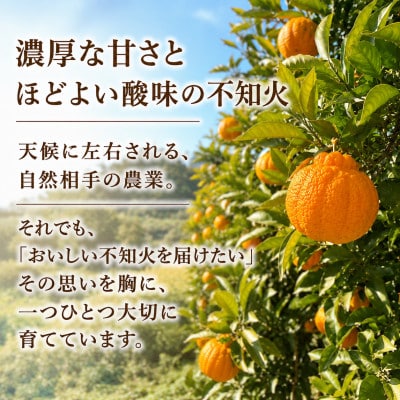 【2027年2月発送】熟成 不知火(しらぬい/デコポンと同品種)約2kg(20玉入り)