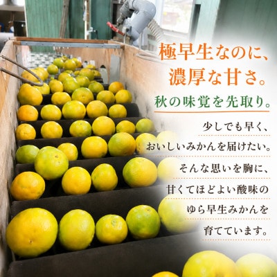 【2026年10月下旬から順発送】ゆら早生みかん 約5kg(3S～Sサイズ中心)/和歌山県日高川町産
