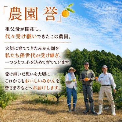 【2026年9月中旬から順次発送】青い極早生みかん YN26 約5kg(3S～Sサイズ中心)