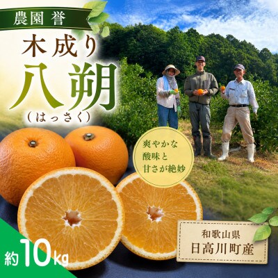 【2027年3月発送】完熟 八朔(はっさく) 約10kg　サイズ混合　和歌山県日高川町産