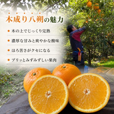 【2027年3月発送】完熟 八朔(はっさく) 約10kg　サイズ混合　和歌山県日高川町産