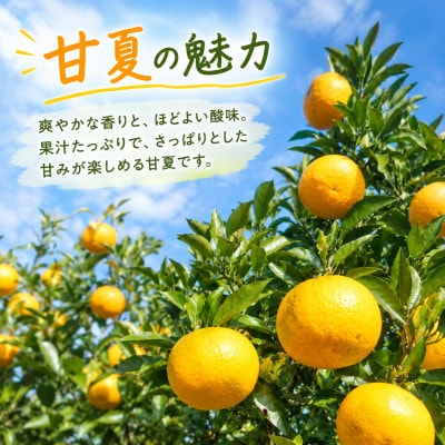 【2027年3月発送】甘夏　約10kg/和歌山県日高川町産