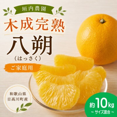 【2027年4月発送】木なり完熟　八朔(はっさく)　約10kg　和歌山県日高川町産