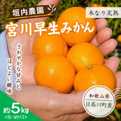 【2026年12月発送】木なり完熟　宮川早生みかん　サイズ混合(3S〜M)約5kg和歌山県日高川町産