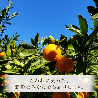 【2026年12月発送】木なり完熟　宮川早生みかん　サイズ混合(3S〜M)約5kg和歌山県日高川町産
