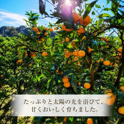 【2026年12月発送】木なり完熟　宮川早生みかん　サイズ混合(3S〜M)約5kg和歌山県日高川町産