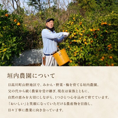 【2026年12月発送】木なり完熟　宮川早生みかん　サイズ混合(3S〜M)約5kg和歌山県日高川町産