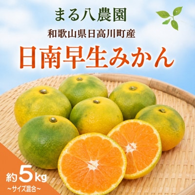 【2026年10月発送】極早生みかん「日南早生」約5kg　和歌山県日高川町産