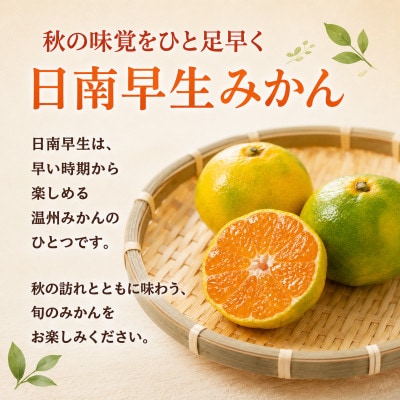 【2026年10月発送】極早生みかん「日南早生」約5kg　和歌山県日高川町産