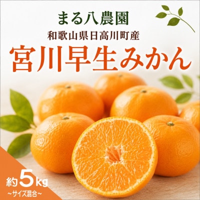 【2026年12月発送】早生みかん「宮川早生」約5kg　和歌山県日高川町産