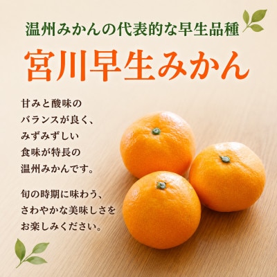 【2026年12月発送】早生みかん「宮川早生」約5kg　和歌山県日高川町産