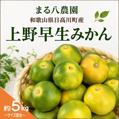 【2026年10月発送】極早生みかん「上野早生」約5kg　和歌山県日高川町産