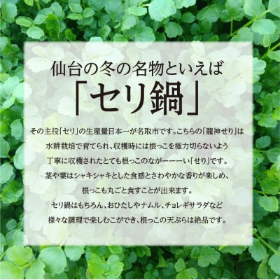 【期間限定】根が魅力の仙台龍神せり鍋出汁セット(セリ鍋用出汁・スープ付)(300g)2~3人前
