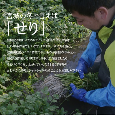 【期間限定】シャキシャキ食感の根付き仙台セリ(300g)2~3人前
