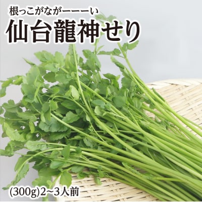 【期間限定】根っこがながーーーい仙台龍神せり(300g)2~3人前