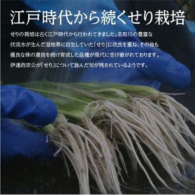 【期間限定】根付き仙台セリ鍋出汁セット(500g)4～5人前|21_lft-280501