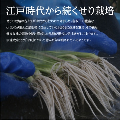 【期間限定】根付き仙台セリ鍋出汁セット(セリ鍋用出汁・スープ付)(1,000g)9～10人前