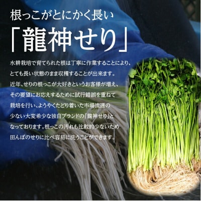 【期間限定】根が魅力の仙台龍神せり鍋出汁セット(1kg)9～10人前|21_lft-291001