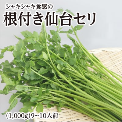 シャキシャキ食感の根付き仙台セリ(1,000g)9～10人前