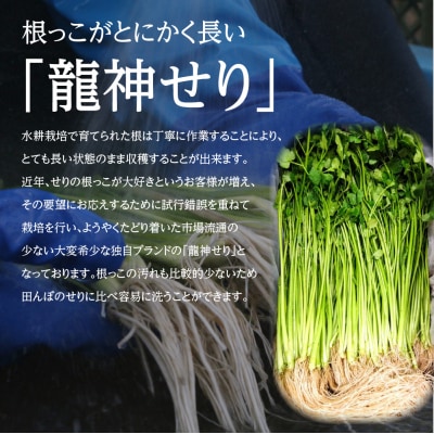 【期間限定】根っこがながーーーい　仙台龍神せり(700g)6～7人前