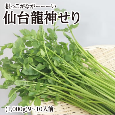 【期間限定】根っこがながーーーい　仙台龍神せり(1,000g)9～10人前