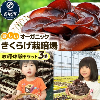 珍しいオーガニックきくらげ栽培場 収穫体験×3名様|21_icr-090301