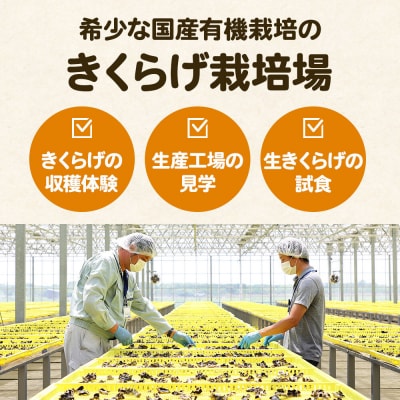 珍しいオーガニックきくらげ栽培場 収穫体験×5名様|21_icr-090501