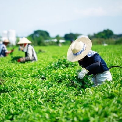 鹿児島産茶葉100%使用!茶葉の栄養を丸ごと!【粉末緑茶缶セット】60g×3缶