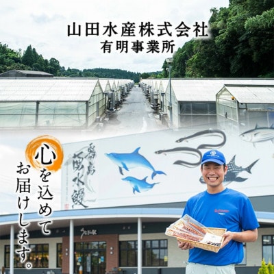 【数量限定】【お礼の品人気No1】霧島湧水鰻の蒲焼き 160g以上×5尾(計800g以上) 山田水産