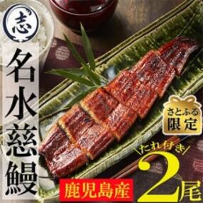 【さとふる限定】鹿児島県産うなぎ蒲焼 2尾(合計280g～320g)