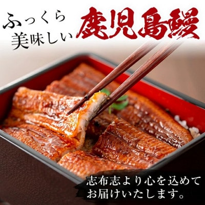 【さとふる限定】鹿児島県産うなぎ蒲焼　2尾(合計280g～320g)