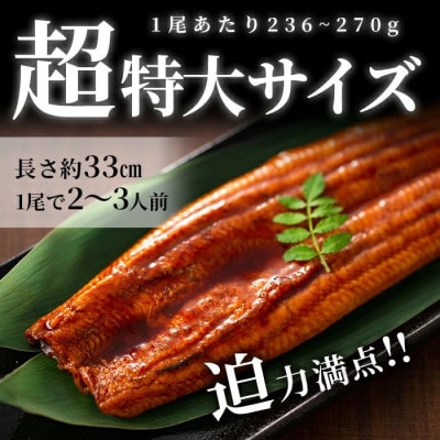 鹿児島県産うなぎ蒲焼 名水慈鰻 超特大2尾(1尾約236~270g)《計約500g》a6-059