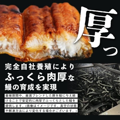 鹿児島県産うなぎ蒲焼 名水慈鰻 3尾(1尾約236～270g)《計約750g》