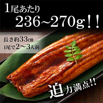 鹿児島県産うなぎ蒲焼 名水慈鰻 4尾(1尾約236～270g)《計約1000g》