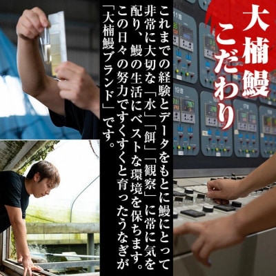 鹿児島県産 うなぎの大楠 〈超特大〉 1尾 約190g 【大楠鰻】 a2-075
