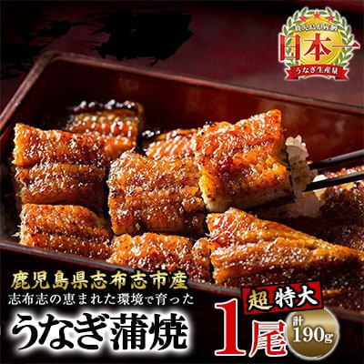 鹿児島県産 うなぎの大楠 〈超特大〉 1尾 約190g 【大楠鰻】 a2-075