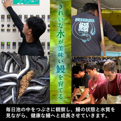【数量限定】鹿児島県大隅産くすだ屋の極上うなぎ(小)5尾 計600g