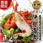 【数量限定】鹿児島県志布志湾産 天然の伊勢海老<直蒸し>計1.2kg以上(2～3尾)